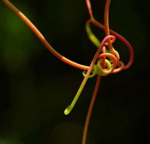 SECOND PLACE Melanie Howarth Guelph Sunlit Wild Grapevine Tendrils (Vitis Vinifera