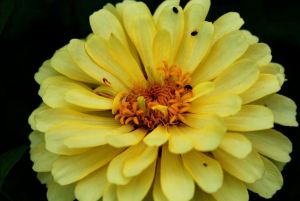 WINNER Ramona Ribaudo-Begin Age 14 Hamilton Corn Flee Beetles