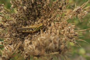 SECOND PLACE Rowan Post Age 16 Hamilton Grasshopper