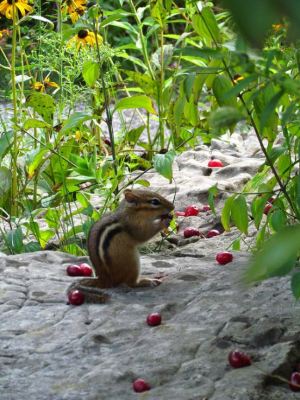 WINNER Rowan Post Age 16 Hamilton Chipmunk