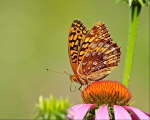 SECOND PLACE Melanie Howarth Hamilton Great Spangled Fritallary (Speyeria Cybele)