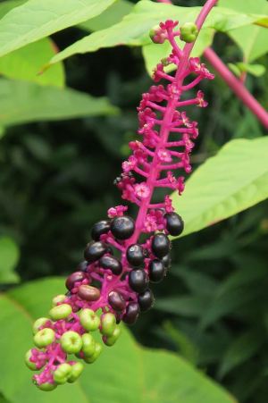 WINNER Rowan Post Age 16 Hamilton Pokeweed