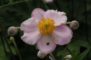 SECOND PLACE Rowan Post Age 16 Hamilton Anemone