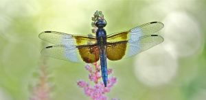 WINNER Greg Bolzon Guelph Greg Bolzon