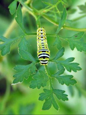 SECOND PLACE Jennifer M Livic Brantford Black Swallowtail Catterpillar Third Instar Stage