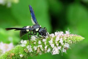 HONOURABLE MENTION Lois Mcnaught Hamilton Monobia Quadridens (Mason Wasp)