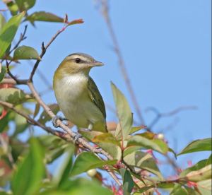 WINNER Melanie Howarth Guelph Red-Eyed Vireo (Vireo Olivaceous)