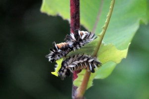HONOURABLE MENTION Shelley Rottenberg Burlington Milkweed Tussock Moth Caterpillar