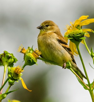 HONOURABLE MENTION Kathy Ward Stoney Creek Female Goldfinch on Cup Plant