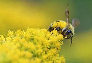 SECOND PLACE Monica Harris Copetown Honey Bee