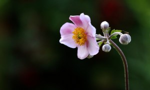 SECOND PLACE Melanie Howarth Guelph Japanese Anemone 