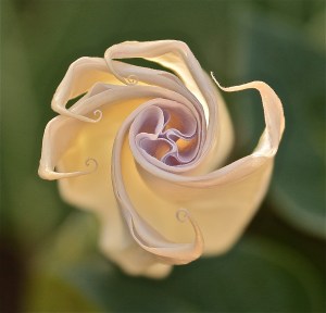 WINNER Greg Bolzon Guelph Devil's Trumpet (Datura metel) 
