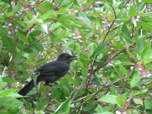 WINNER Rowan Post Age 15 Hamilton Catbird