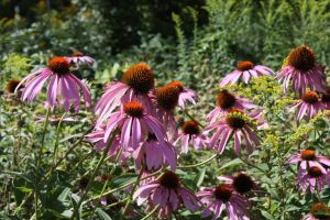 WINNER Landon Hiebert  Age 9  Brantford Echinicea