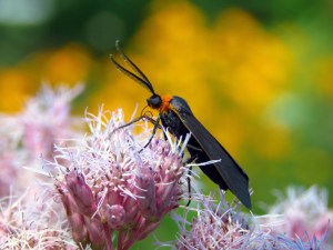HONOURABLE MENTION Jennifer M. Livick Brantford Yellow-collared Scape Moth ~ Cisseps fulvicollis