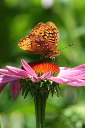 Great Spangled Fritillary July 9, 2016 Photo by Michelle Sharp