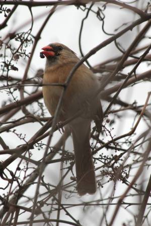 November 21, 2015 Photo by Michelle Sharp