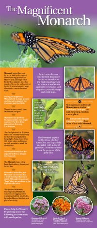 Monarch Panel (front)