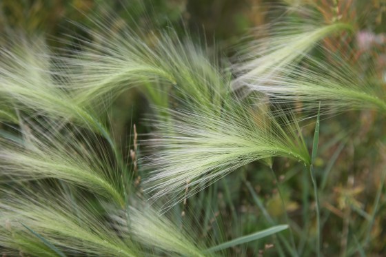 1ST PLACE Foxtail Barley Sarah Skinner Brown age 14 Dundas