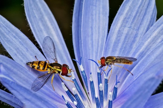 1ST PLACE Hoverflies (Syrphidae) on Chickory - Kathy Ward Stoney Creek