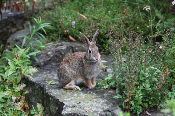 1ST PLACE Young Eastern Cottontail Sarah Skinner Brown Age 14 Dundas