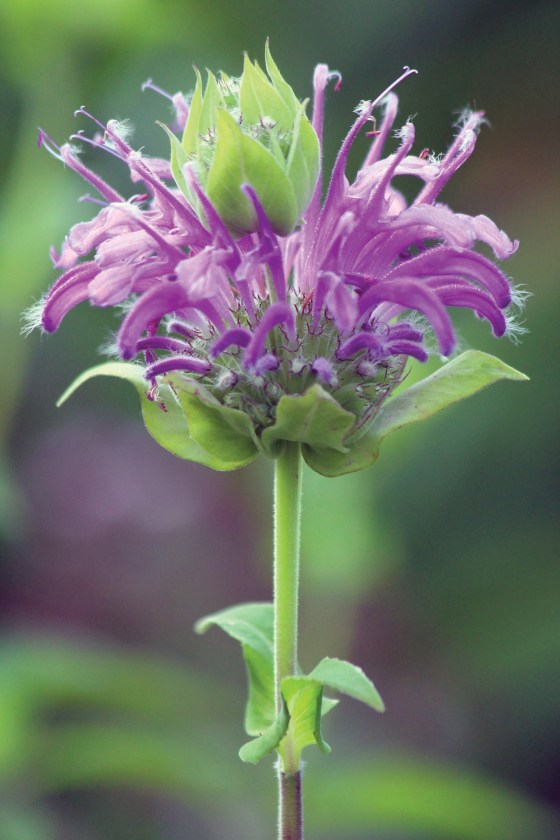 2ND PLACE Bee Balm Michelle Sharp Hamilton