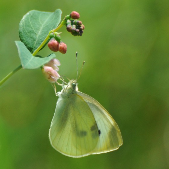 2nd Place Cabbage White Heather Engel