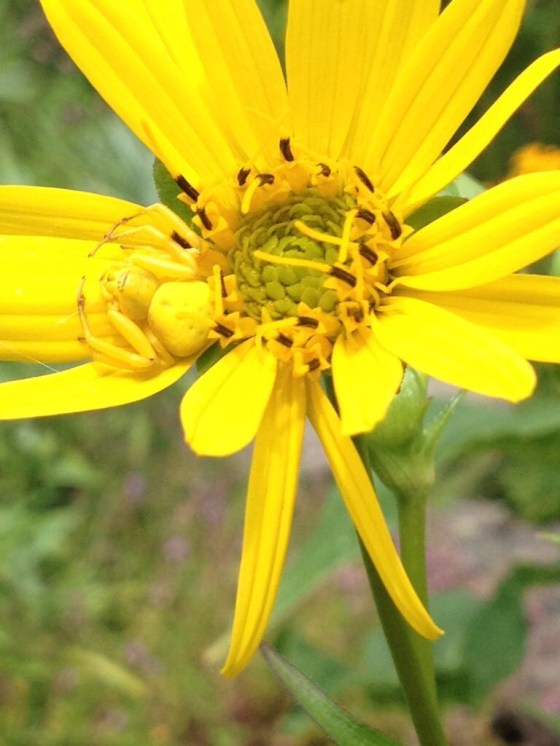2ND PLACE Crab Spider Shianne Molnar age 9 Hamilton