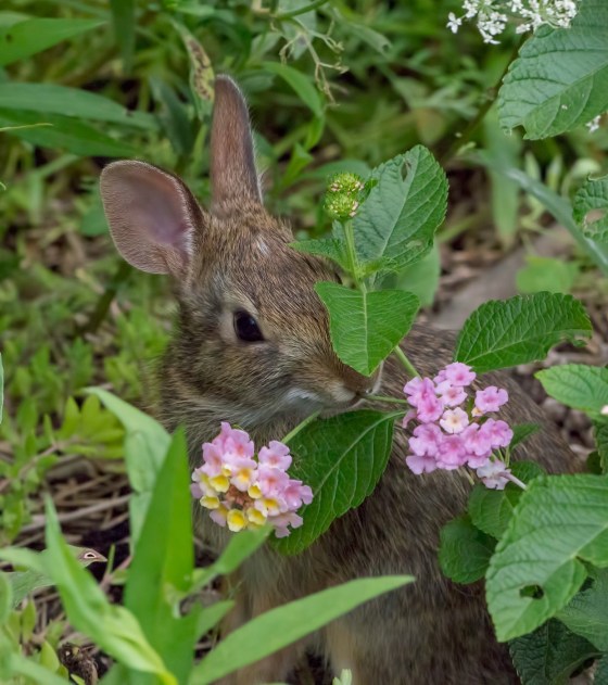 2ND PLACE Eastern Cottontail Carolyn Jez Burlington