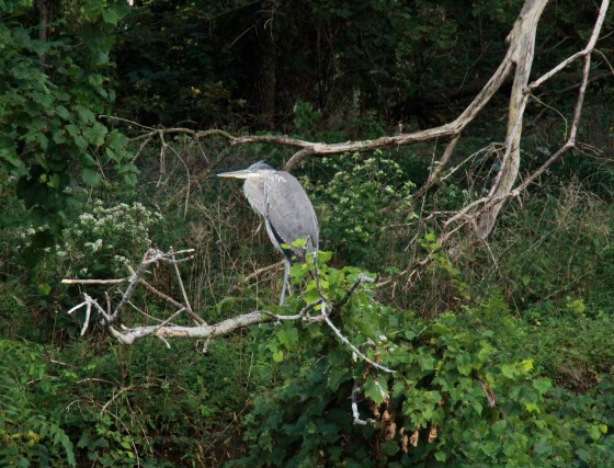 2ND PLACE Great Blue Heron, Ramona Ribaudo-Begin, age 15 Hamilton