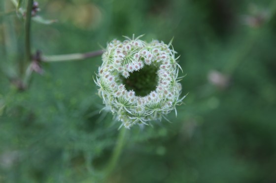 2ND PLACE Queen-Annes-Lace Sarah Skinner Brown Age 14 Dundas