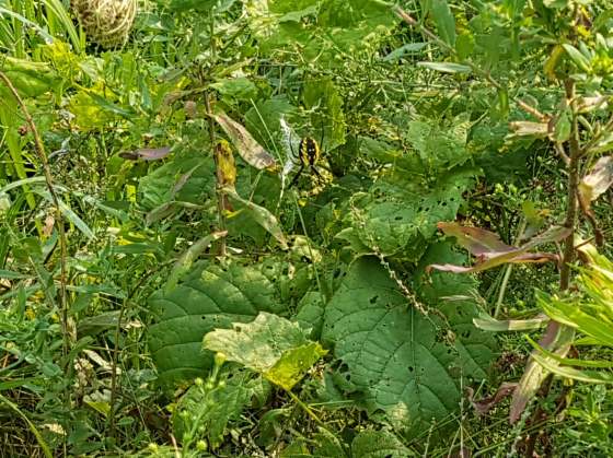 HONORARY MENTION Andy_Senaratna_Yellow_Garden_Spider, age 11, Hamilton