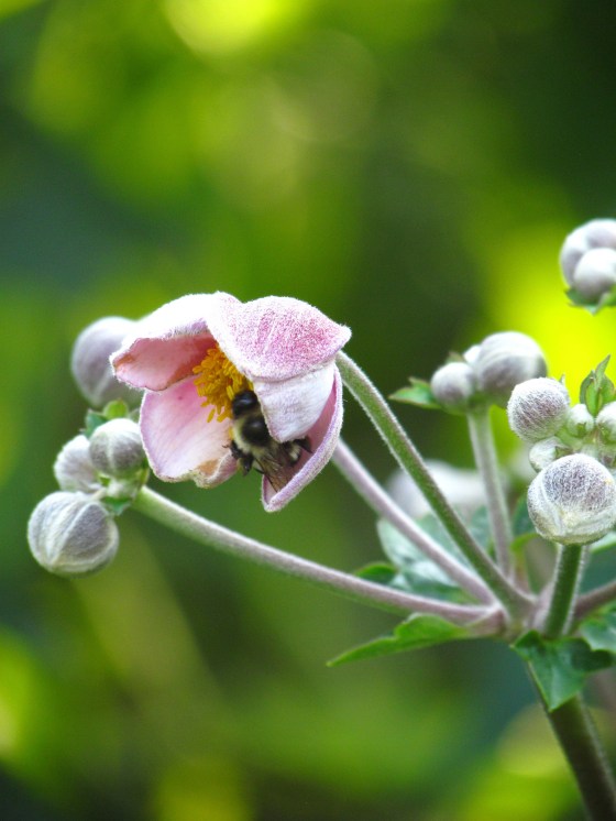 HONORARY MENTION Anemone Rowan Post age 17 Hamilton