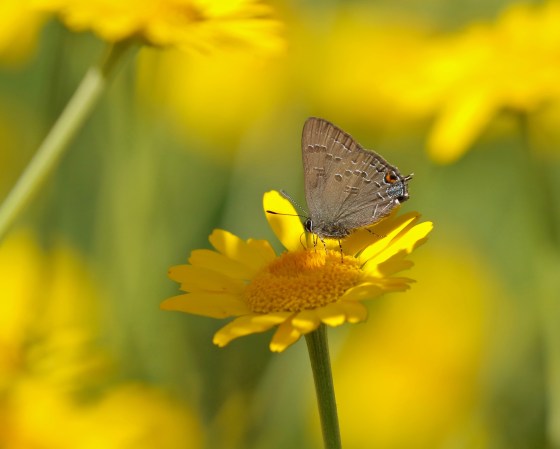 Banded Hairstreak (Satyrium calanus)
