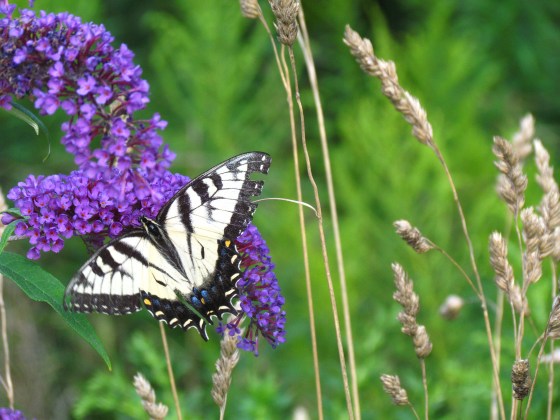 HONORARY MENTION Eastern Tiger Swallowtail Rowan Post Age 17 Hamilton
