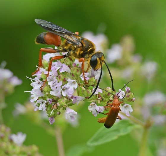 HONORARY MENTION Golden Digger Wasp and Red Soldier Beetle Ted Jez Burlington