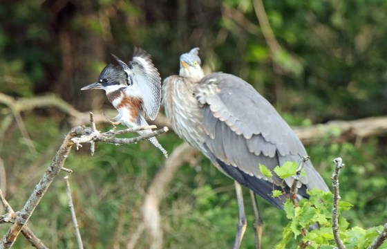 HONORARY MENTION Kingfisher Don Book Hamilton