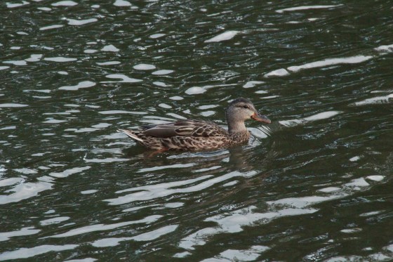 HONORARY MENTION Mallard Duck Ramona Ribaudo-Begin Age 15 Hamilton