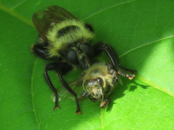 HONORARY MENTION Sacken's Bee Hunter Jean Leach Brantford