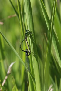 11June2018_Eastern Forktails