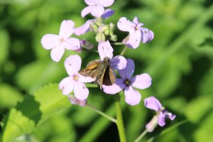 8June2018_Crossline? checking with Matt2