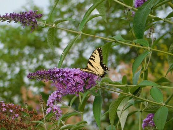 631D7C5E-4CCA-48F2-BD7E-8F7B4E833922