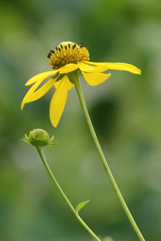 65FF900C-FABB-4E24-A152-CE02626E58FD