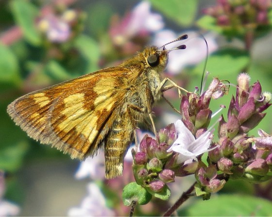 7A427709-99C0-40F5-880C-49EE68E2B397