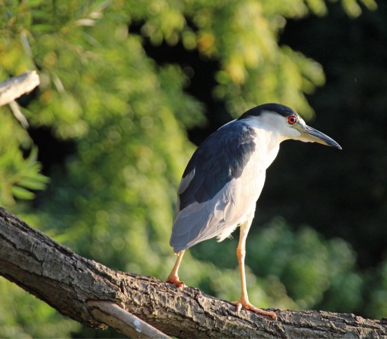 A126A661-4D85-4C61-A17A-61B75DD23927