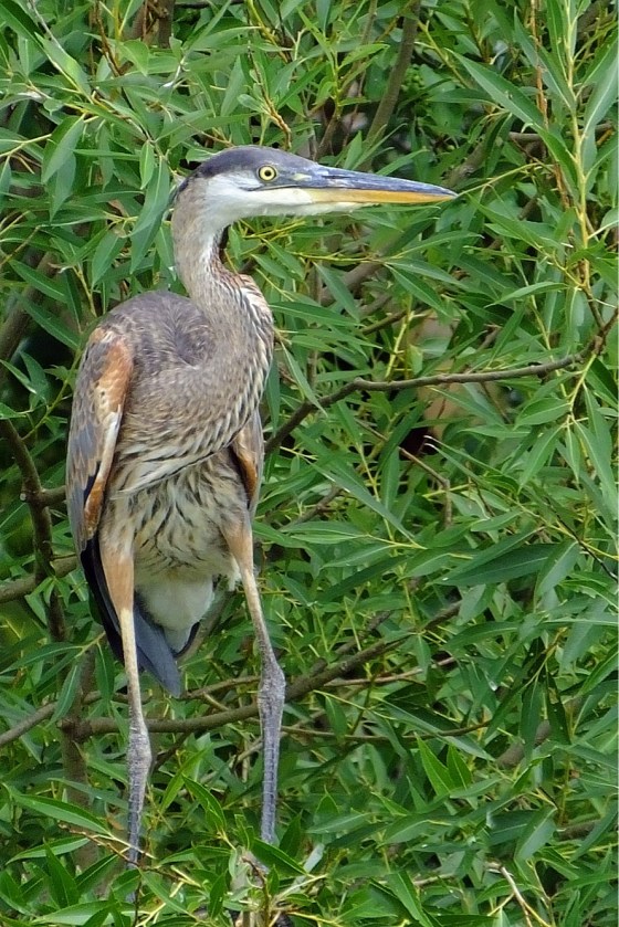 BC9FA5A5-4C06-4A92-A2EA-715C7A5F3B95