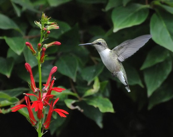 C19DCD99-2AF2-4609-ABA3-45D3A3D87CB4