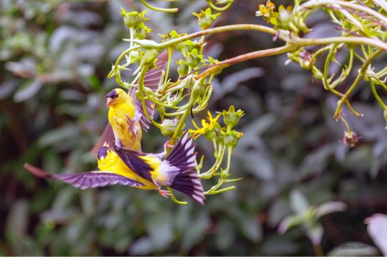 C9D71B11-91C8-4E35-A641-2B5A1C815F9F