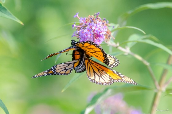 D0910122-0B65-4090-B83A-2518EF3542F2