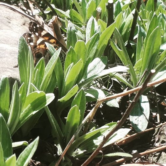 60319435_2338815799497766_7378274281429401600_n(1)